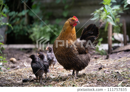 a beautiful adult hen walks with her chicks 111757835