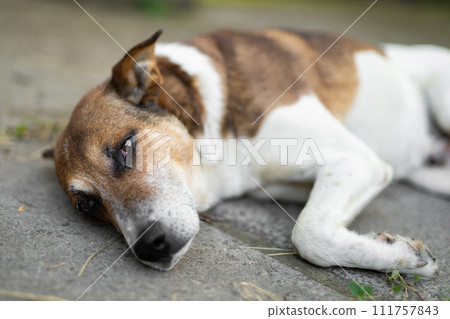 a sad dog is lying down outdoors 111757843