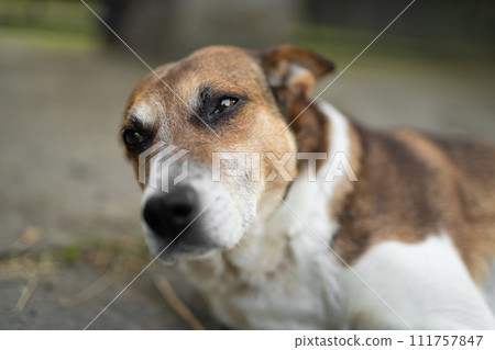 a sad dog is lying down outdoors a sad dog is lying down outdoors 111757847