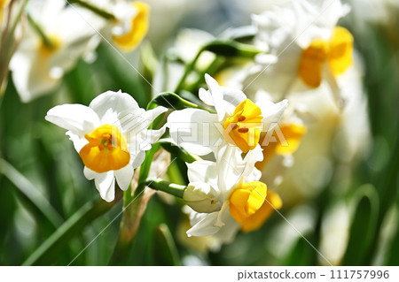 White daffodils 111757996