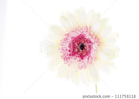 明亮的白色和粉紅色非洲菊 111758118