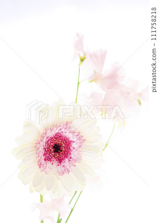 明亮的白色和粉紅色非洲菊 明亮的白色和粉紅色非洲菊 111758218