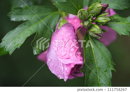 beautiful purple hibiscus flowers on a bush 111758267