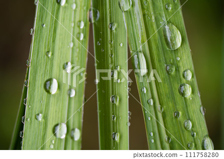 beautiful droplets after rain on a green leaf beautiful droplets after rain on a green leaf 111758280