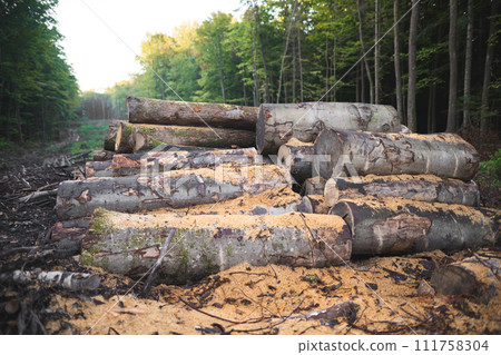 loggers cut down many trees in the forest for firewood loggers cut down many trees in the forest for firewood 111758304