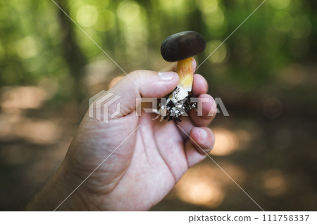 a mushroom picker holds in his hands edible mushrooms found in the forest a mushroom picker holds in his hands edible mushrooms found in the forest 111758337