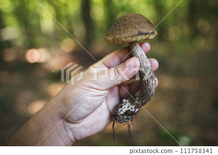 a mushroom picker holds in his hands edible mushrooms found in the forest a mushroom picker holds in his hands edible mushrooms found in the forest 111758341