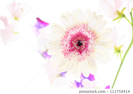 Bright white and pink gerberas and flowers 111758414