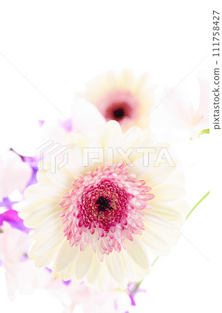 Bright white and pink gerberas and flowers 111758427