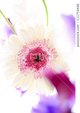 明亮的白色和粉紅色非洲菊和鮮花 111758486