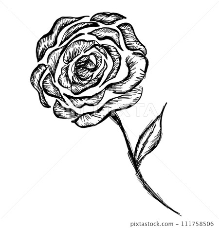 hand drawing of a rose flower 111758506