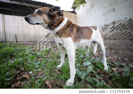A lonely and sad guard dog on a chain near a dog house outdoors A lonely and sad guard dog on a chain near a dog house outdoors 111758539