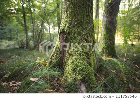 The trees in the forest are covered with green moss 111758540