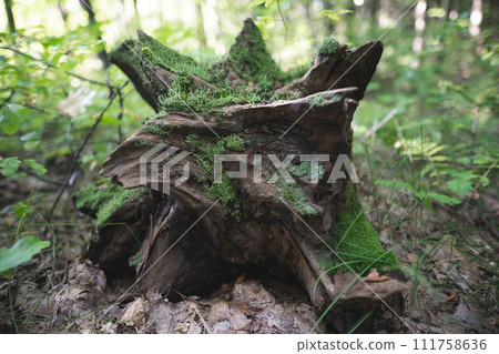 a stump from a tree cut down by loggers in the forest is covered with moss 111758636