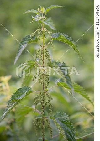 beautiful green nettle plant in sunlight outdoors 111758956