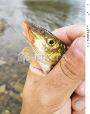 fisherman caught river fish holding in his hand 111759025