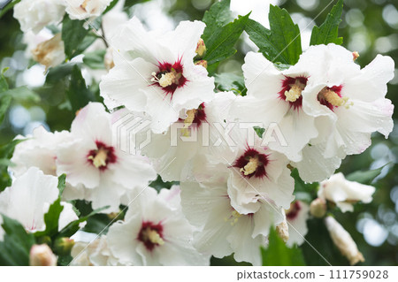 beautiful white Hibiscus flowers on a bush 111759028