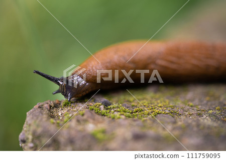 close-up of a Spanish snail (Arion vulgaris) outdoors 111759095