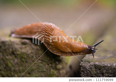 close-up of a Spanish snail (Arion vulgaris) outdoors 111759099