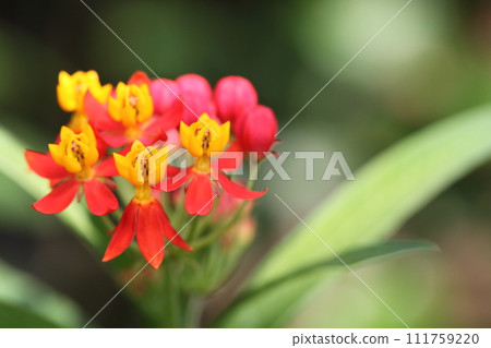 Flower of a dragonfly Flower of a dragonfly 111759220