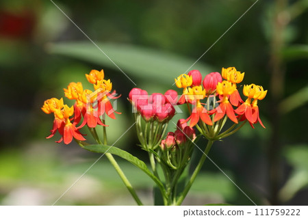 milkweed flower bud 111759222