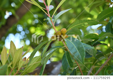 樹·Yamamomi Yamamomi家族 111759295