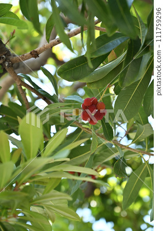 Tree · Yamamomi Yamamomi family 111759296