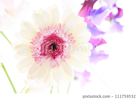 bright white and pink gerbera flowers bright white and pink gerbera flowers 111759532