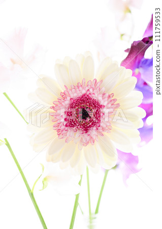 bright white and pink gerbera flowers bright white and pink gerbera flowers 111759533