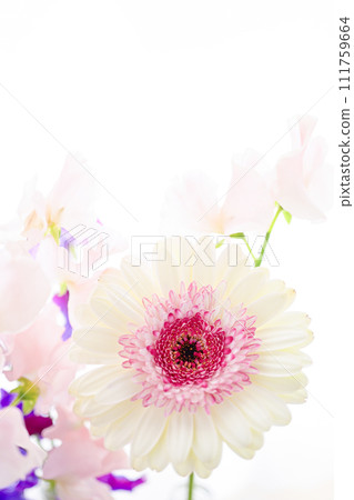 bright white and pink gerbera flowers 111759664