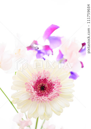 bright white and pink gerbera flowers 111759684