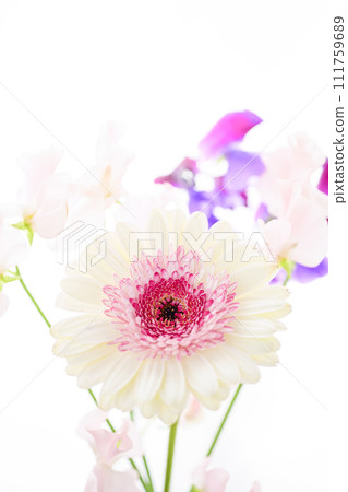 明亮的白色和粉紅色非洲菊花 明亮的白色和粉紅色非洲菊花 111759689
