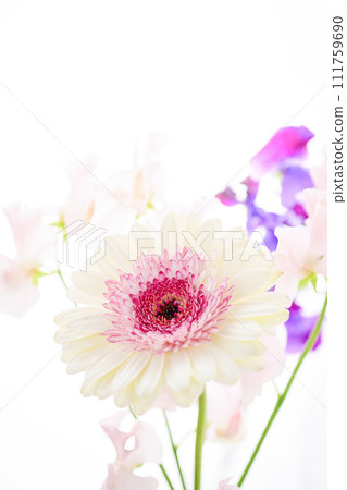 bright white and pink gerbera flowers bright white and pink gerbera flowers 111759690