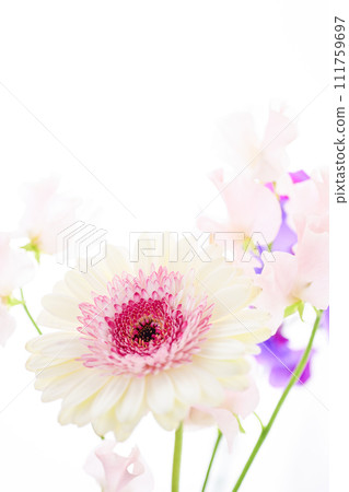 bright white and pink gerbera flowers 111759697
