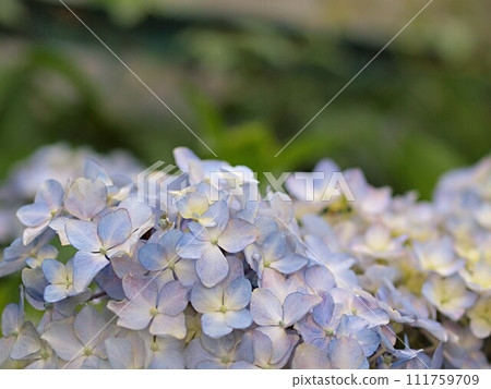 Hydrangea flowers starting to change color and copy space 111759709