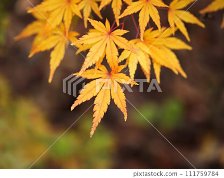 秋天的楓葉圖片 111759784