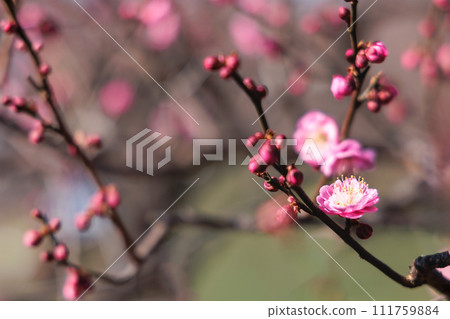Colorful plum blossoms give off the scent of early spring Colorful plum blossoms give off the scent of early spring 111759884