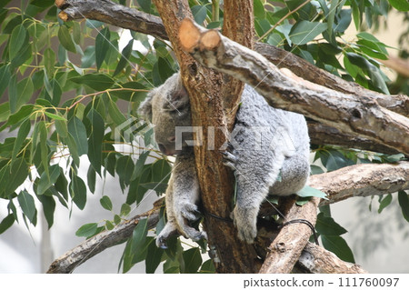Koala sleeping on a tree 111760097