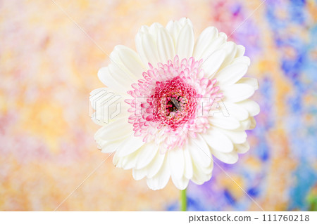 明亮的白色和粉紅色非洲菊 111760218