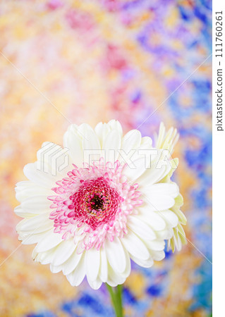 明亮的白色和粉紅色非洲菊 111760261