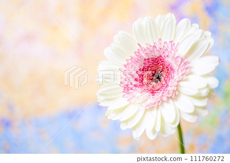 明亮的白色和粉紅色非洲菊 明亮的白色和粉紅色非洲菊 111760272