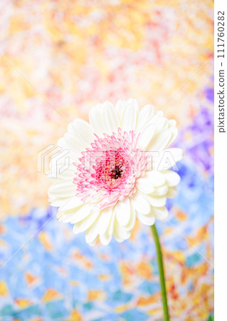 明亮的白色和粉紅色非洲菊 明亮的白色和粉紅色非洲菊 111760282