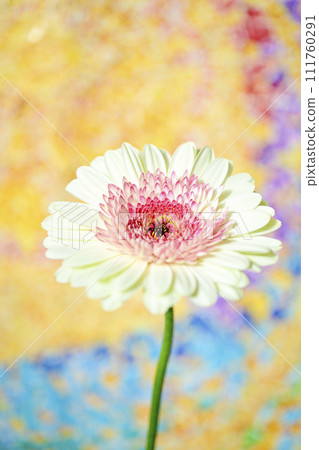 明亮的白色和粉紅色非洲菊 明亮的白色和粉紅色非洲菊 111760291