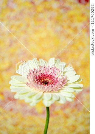 明亮的白色和粉紅色非洲菊 明亮的白色和粉紅色非洲菊 111760298