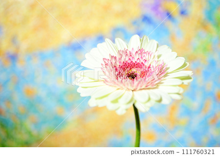 明亮的白色和粉紅色非洲菊 明亮的白色和粉紅色非洲菊 111760321