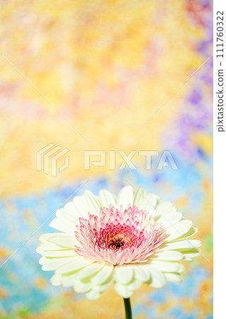 明亮的白色和粉紅色非洲菊 明亮的白色和粉紅色非洲菊 111760322