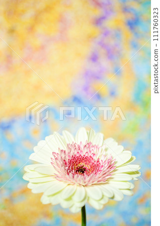 明亮的白色和粉紅色非洲菊 明亮的白色和粉紅色非洲菊 111760323