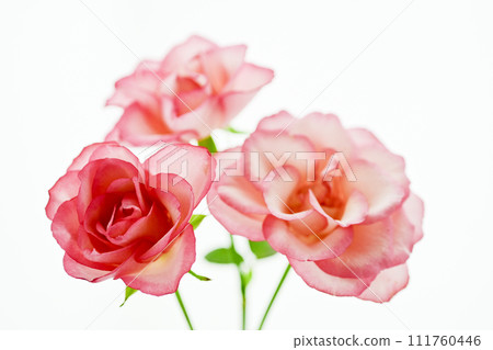 Bright and gorgeous red and pink roses Bright and gorgeous red and pink roses 111760446