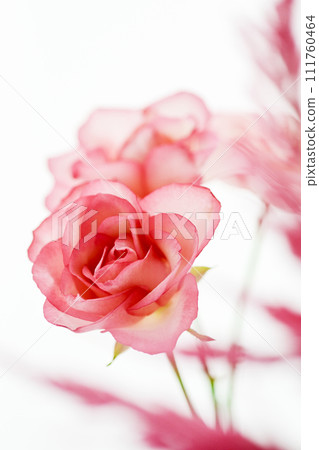 Bright and gorgeous red and pink roses 111760464