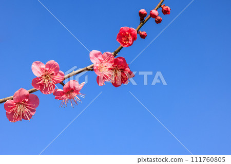 早春紅梅盛開 早春紅梅盛開 111760805